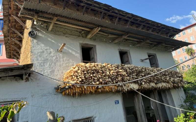 भूकम्पबाट बचेको पुरानो घरमा झुन्डिएको मकै : परम्परा र पहिचानको प्रतीक