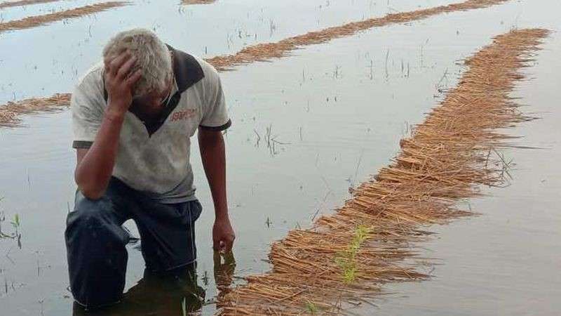 वर्षाको मारमा दोलखाका किसान, पाकेको धानबालीमा क्षति