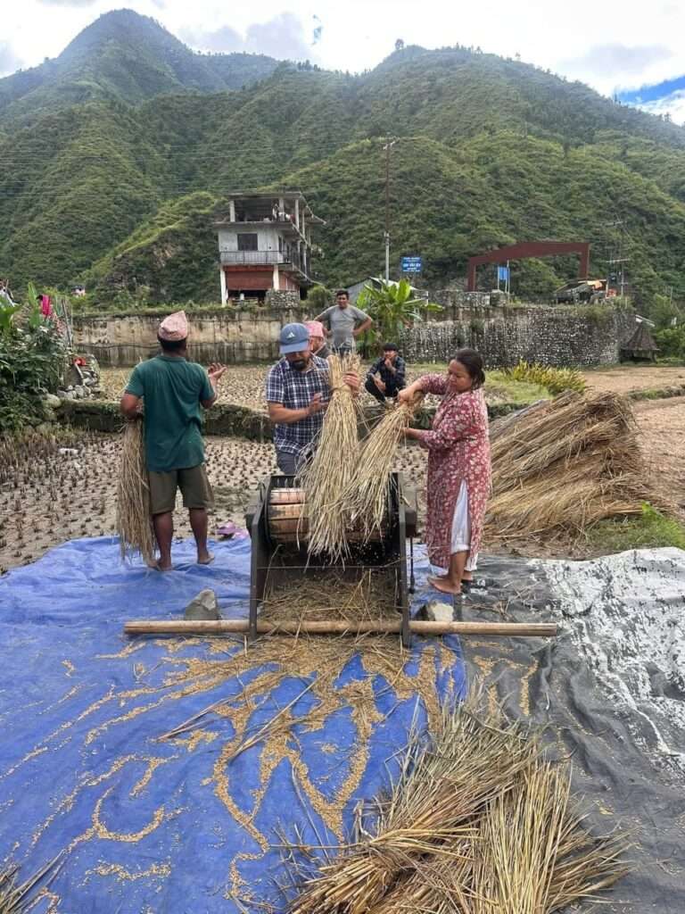 खेतमै पाकेर झरेका धानबाली भिजेर नष्ट हुने अवस्थामा
