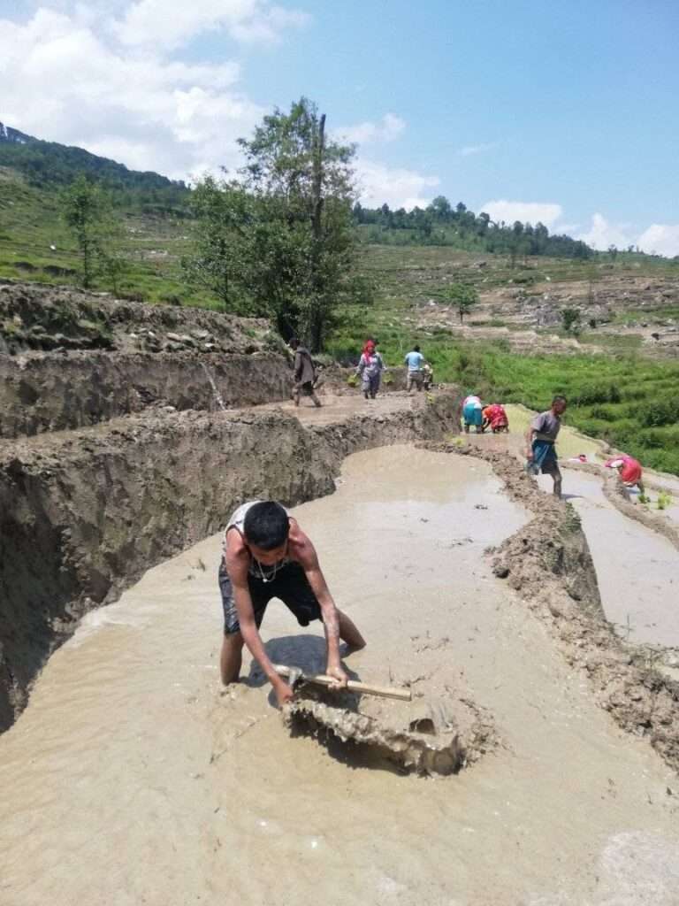 भीमेश्वर–२ मा धान रोपाइँ सुरु, हिलोमा रमाउँदै किसान र युवापुस्ता