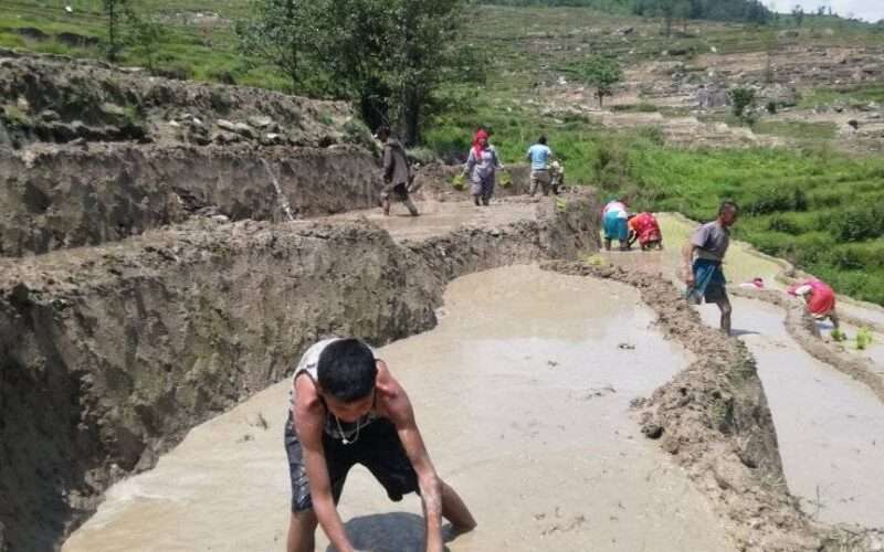 भीमेश्वर–२ मा धान रोपाइँ सुरु, हिलोमा रमाउँदै किसान र युवापुस्ता
