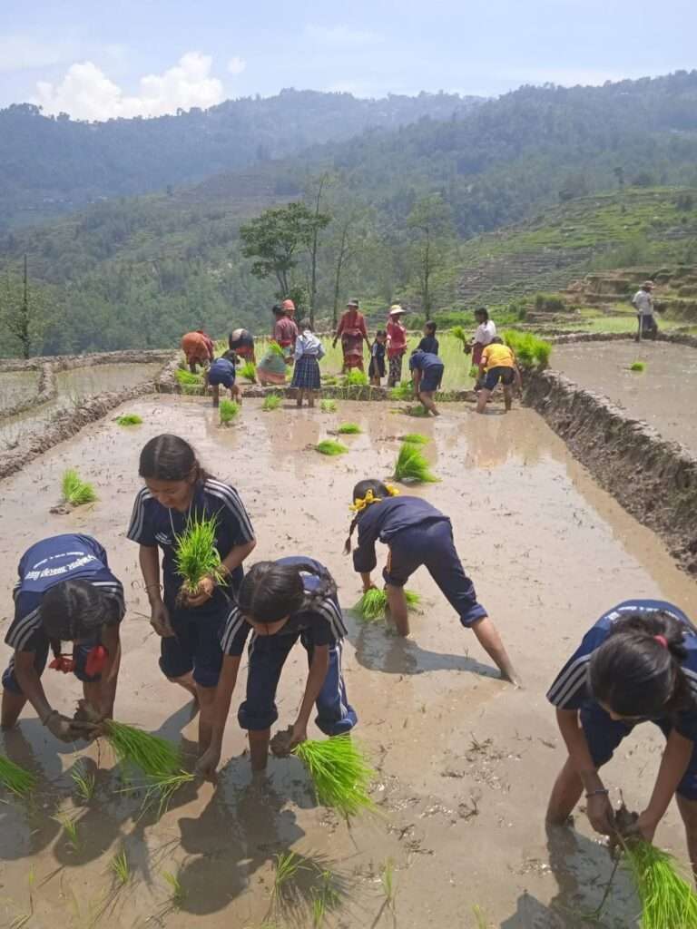 गुठिवु खेतमा रोपाइँको रौनक : विद्यार्थीले लिए कृषि ज्ञान।