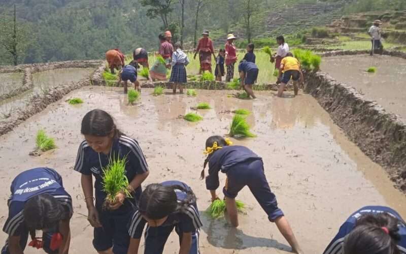 गुठिवु खेतमा रोपाइँको रौनक : विद्यार्थीले लिए कृषि ज्ञान।