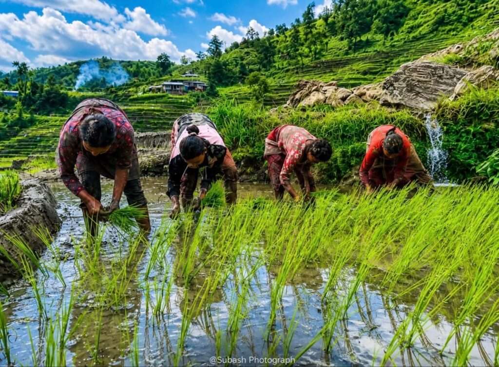 असारको चटारो: दोलखाको बेसीफाँटमा धमाधम धान रोपाइँ, ढिलो वर्षाले काम प्रभावित।
