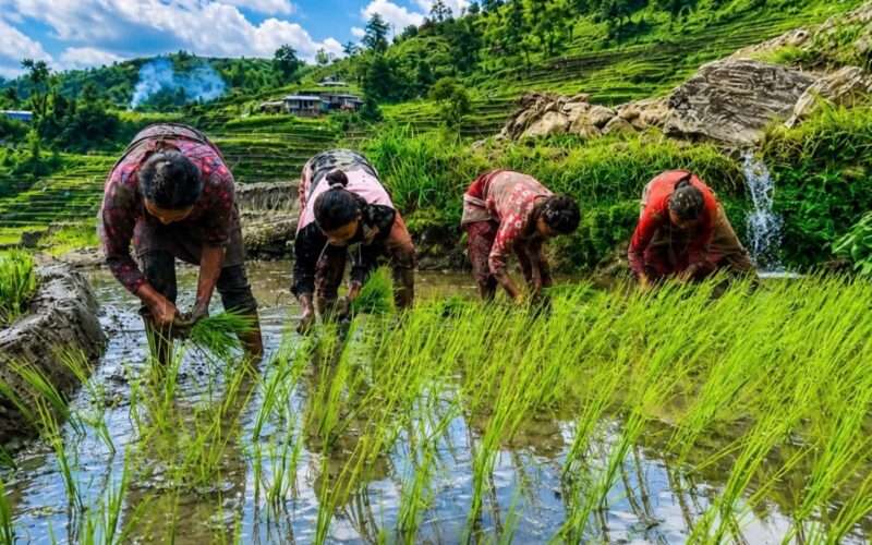 असारको चटारो: दोलखाको बेसीफाँटमा धमाधम धान रोपाइँ, ढिलो वर्षाले काम प्रभावित।