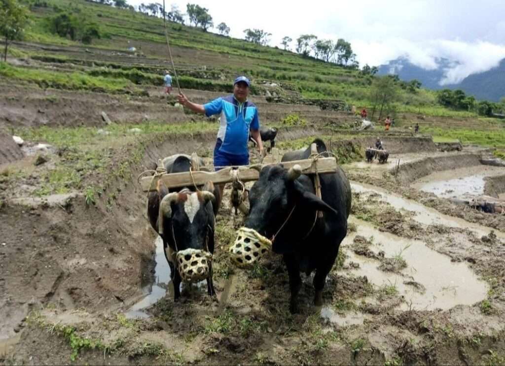 लगातार तीन दिनको वर्षाले दोलखाका किसान हर्षित, धान रोपाइँले लियो तीव्रता