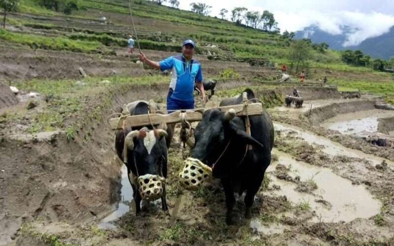 लगातार तीन दिनको वर्षाले दोलखाका किसान हर्षित, धान रोपाइँले लियो तीव्रता