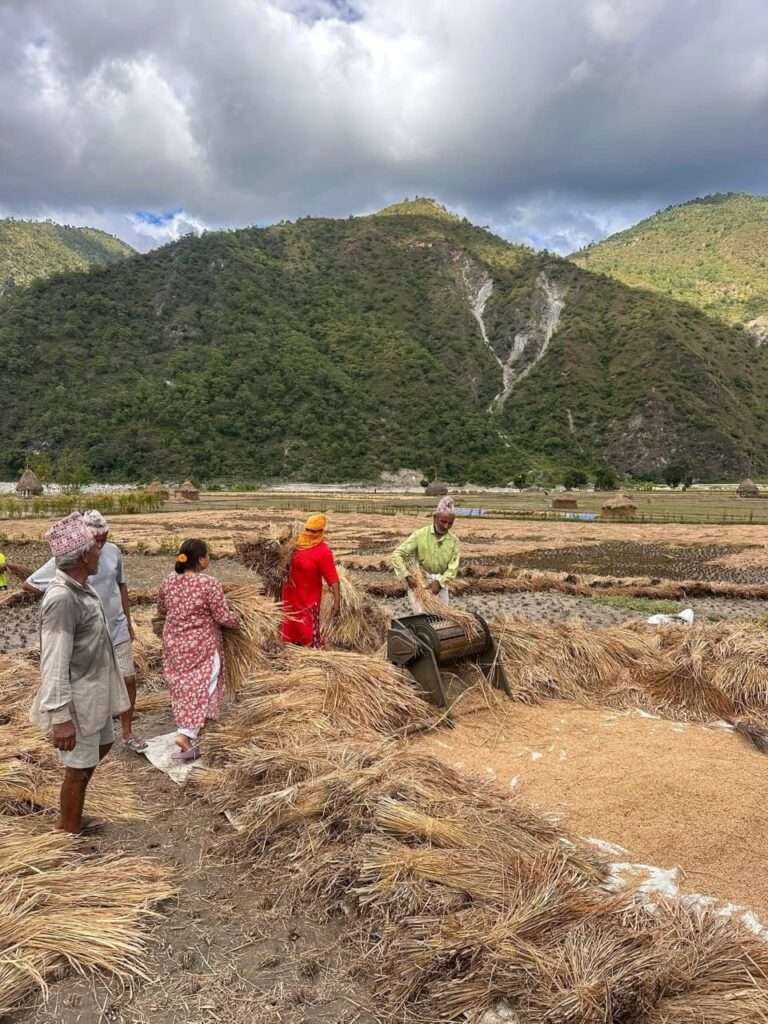 दसैँ सकिएको दुई दिनमै भारी वर्षाको पूर्वानुमान, किसानलाई धानबाली जोगाउने चिन्ता
