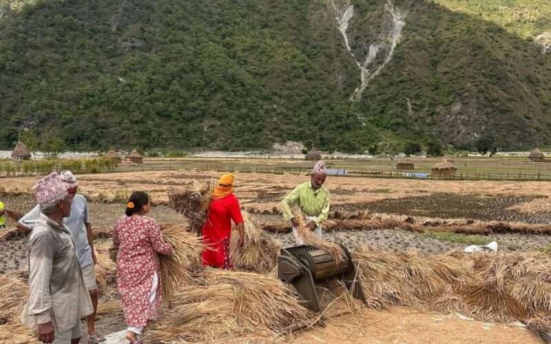 दसैँ सकिएको दुई दिनमै भारी वर्षाको पूर्वानुमान, किसानलाई धानबाली जोगाउने चिन्ता
